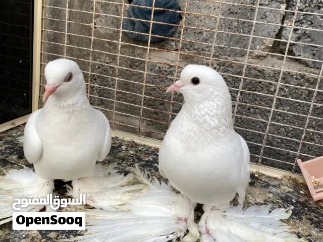 سلام عليكم  اللهم بارك  متاح زوز نتايات شقلاباز سروال دج ربي يبارك  ربي يبارك في رزاق لجميع