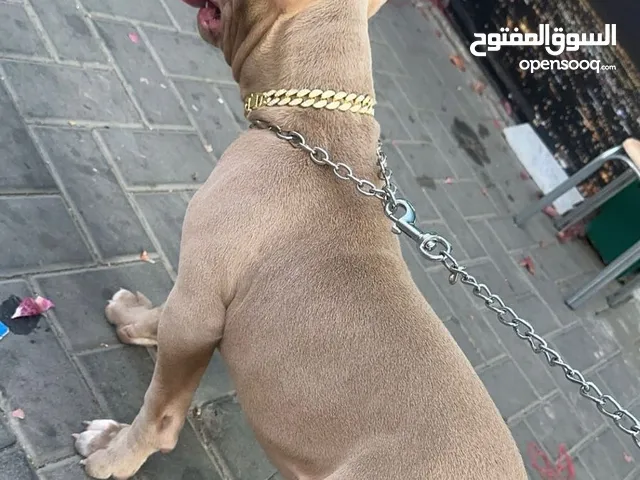 جرو آمريكان بولي ذكر بيور للبيع المستعجل