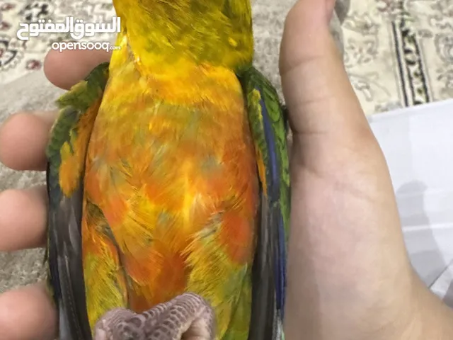 صن كونور ....