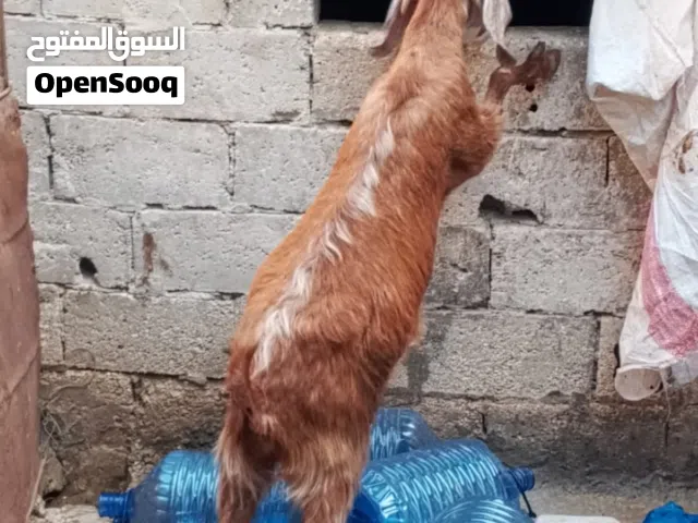 عنز ريشت الحبه عشار ثلث شور ونص فحص جهاز