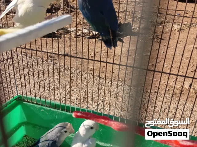 جوزين روز جاهزات