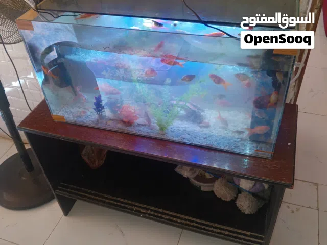 حوض سمك 56سمكه وثلاث زبال احجام جميله وكبيره