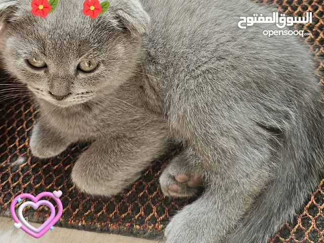 schottish fold kittens