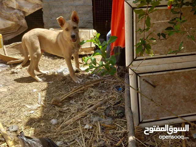 جرو بدوق جيرمن العمر 3 اشهر لعوب وهادي
