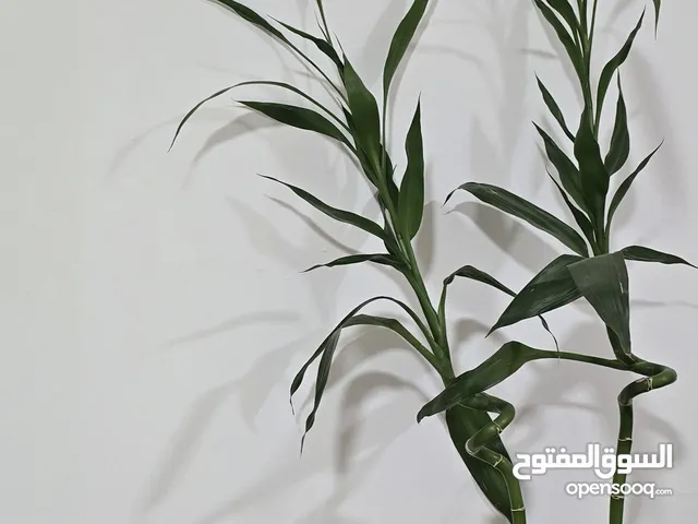Large vase and two 165 cm bamboo sticks