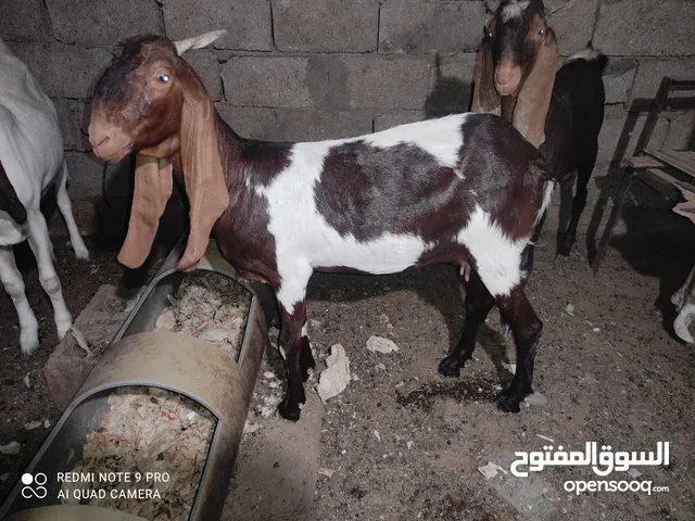 ا ضروبه افغاني