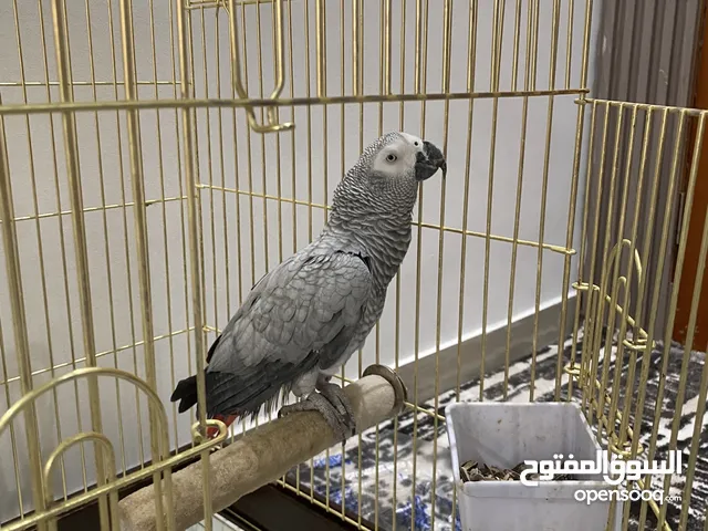 كاسكو بغبغاء حيل نضيف ربوة بلبيت ويتكلم ويصعد على اليد