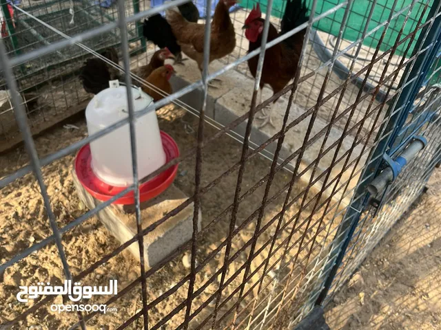 للبيع دجاج