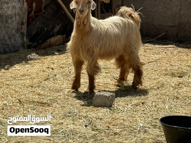 أضحيت العيد