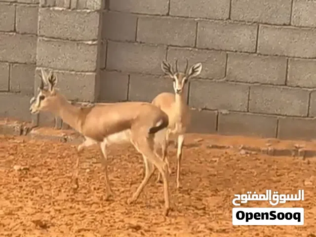 غزلان للبيع