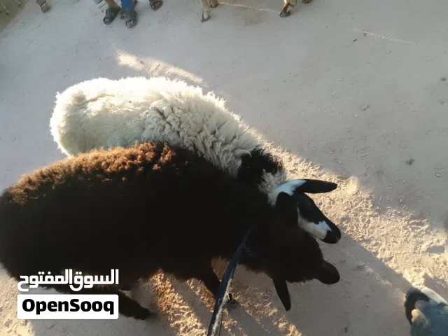 زوز فطايم البيع السعر ساوم ملاخير