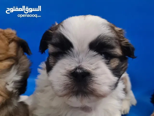 Pure shihtzu Male and Female are available soon be ready and be part of your family!
