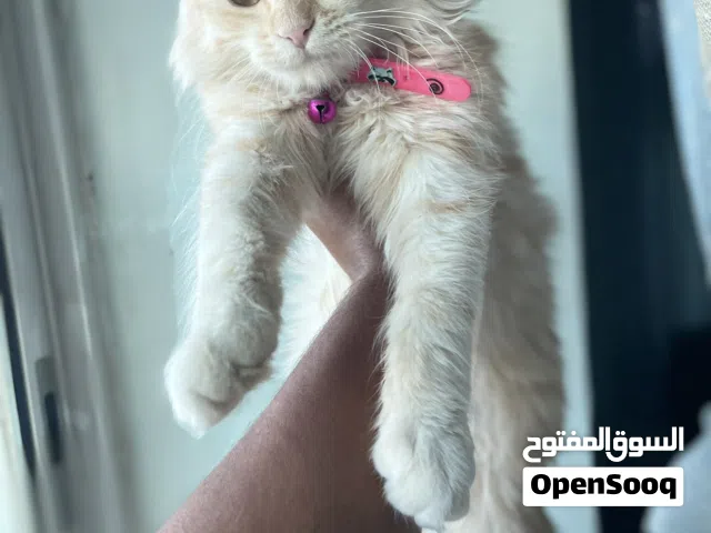 قطة شيرازي عمر 5 اشهر تعز المدينة.