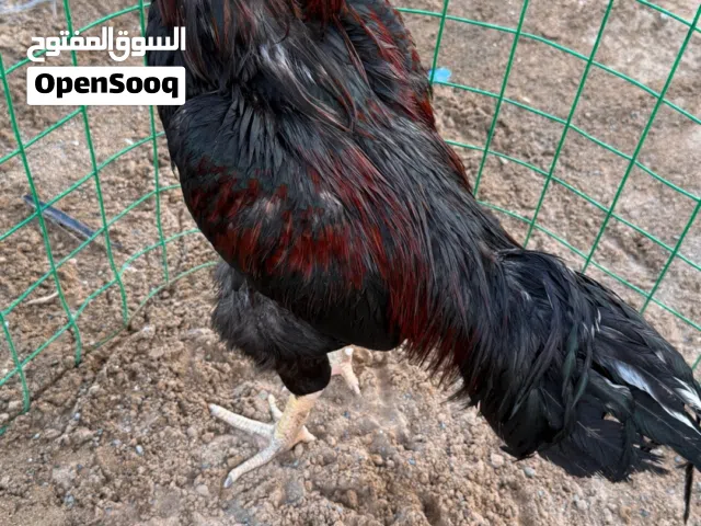 للبيع دياكه و ديايات باكستانيه و تايلنديه