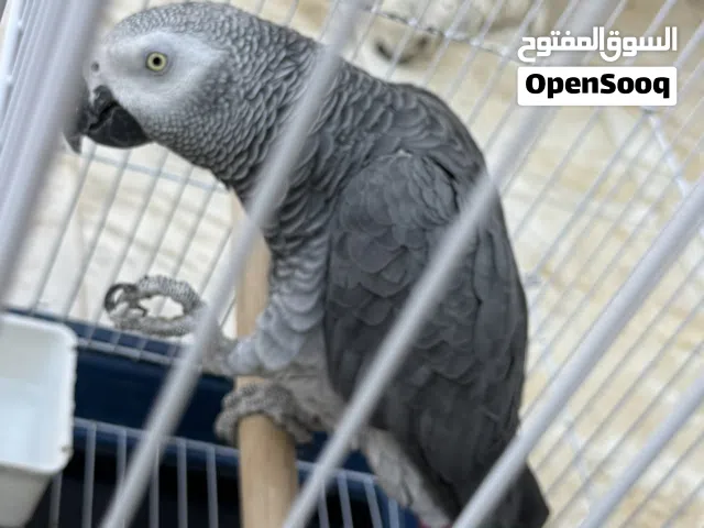 ببغاء زنجباري ماشالله ربي يبارك