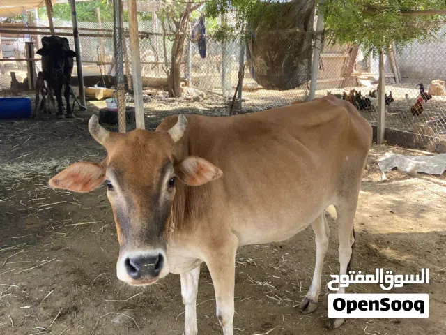 للبيع بقره تحتها عجل