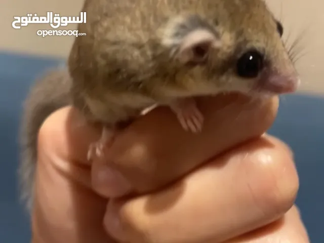 سنجاب صغير أليف micro squirrel