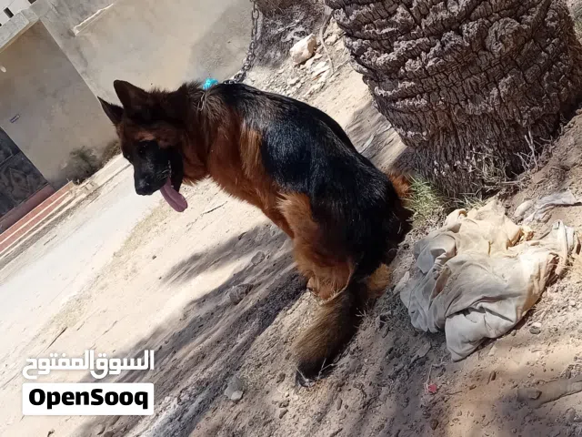 دكر كستم تبارك الله فحل
