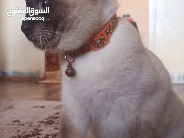 قطوسه للبيع اقرأ الوصف