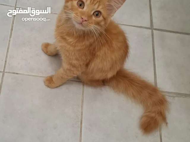 ذكر شيرازي معا اغراضه للبيع