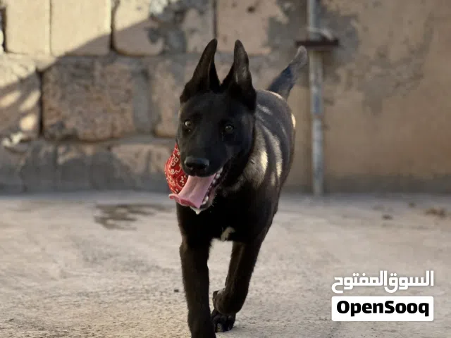جرو مالينوا دم صافي
