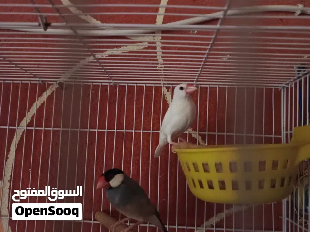 زوج جاوا صحه خير من الله