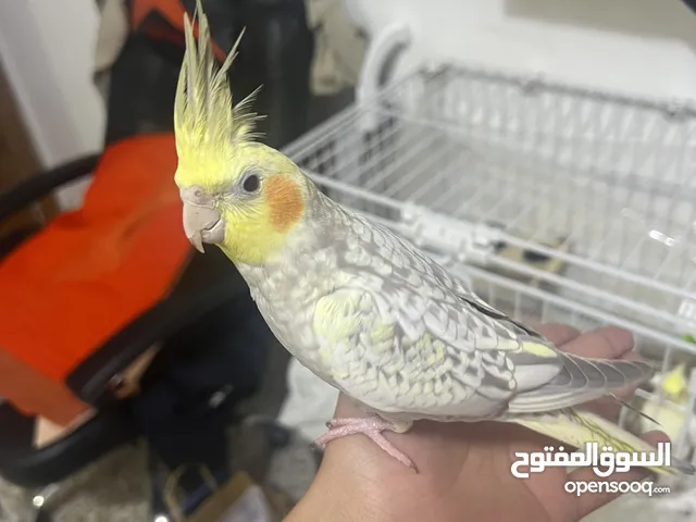 زوج ببغاء اليف جدا جدا وبيحب اللعب وشغال