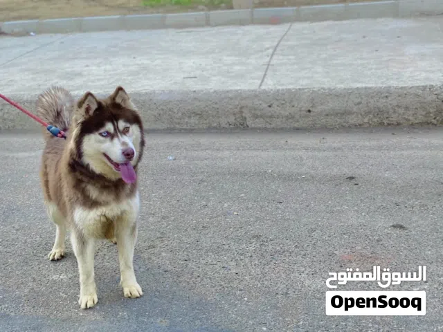 نتايه هاسكي