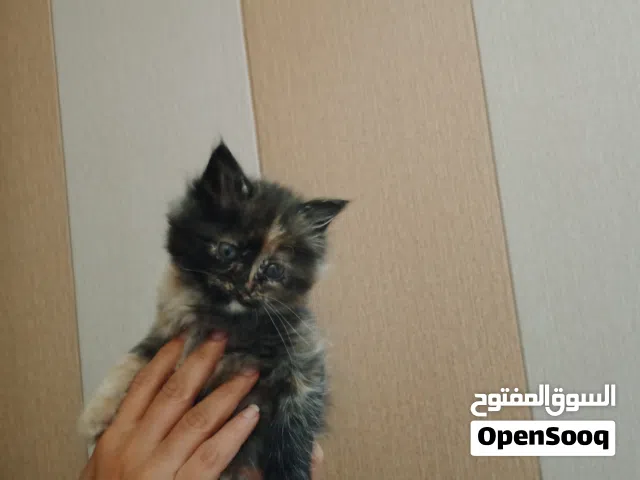 سلام عليكم قط شيرازي انثى عمرها شهر لعوبة لونها اسود وشقر وبيجي