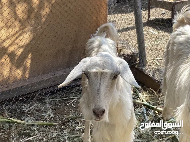 هوش يمي للبيع