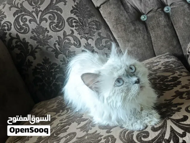 انثى هملايا شو كليت لطيفه و بتحب العائله و لأطفال