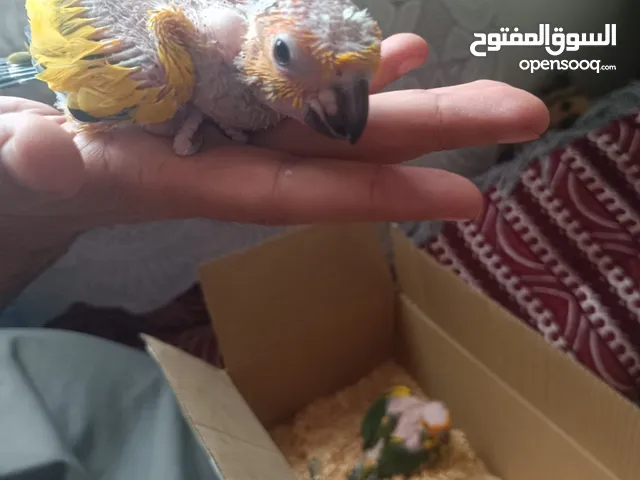 للبيع فروخ صن كنيور تاكيل يدوي