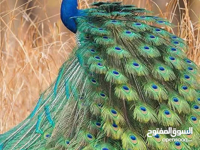 مطلوب جوز طائوس أو ذكر لحال