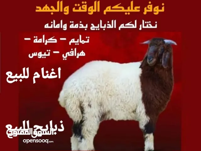 قصاب الكويت
