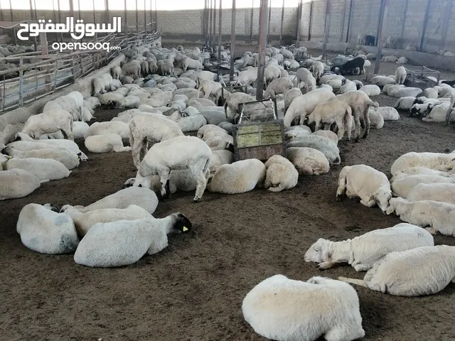 اضاحي عجول وغنم لبيع