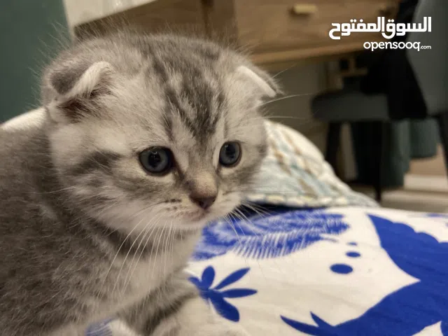 2 Scottish Fold kittens