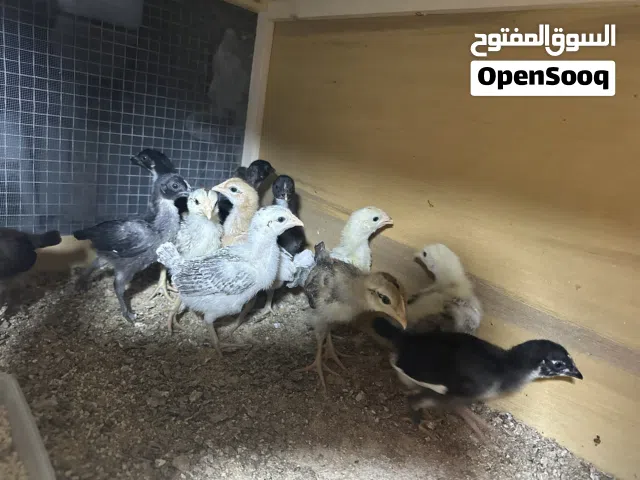 للبيع كتاكيت كويتي