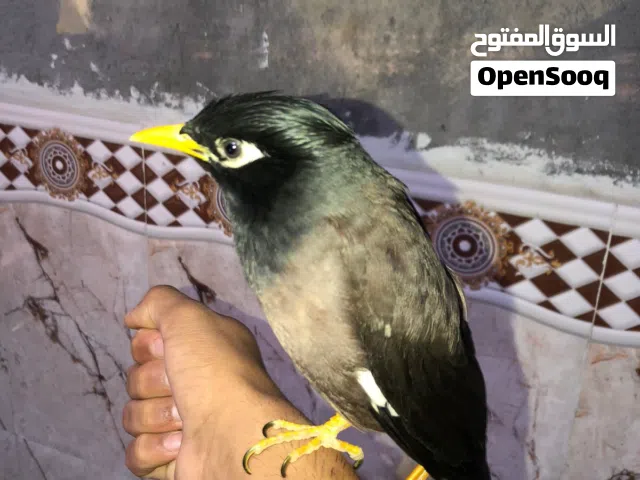 مينا اليفة للبيع