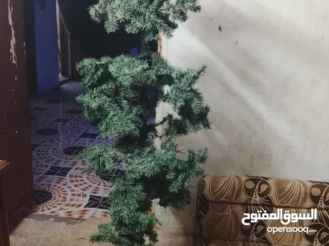 شجرة كرسمس