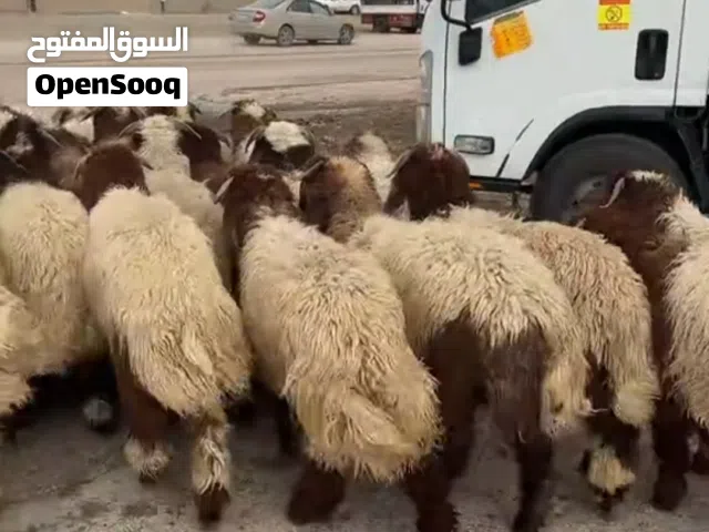 نعيمي بلدي فاخر سعر رأس 1300 درهم