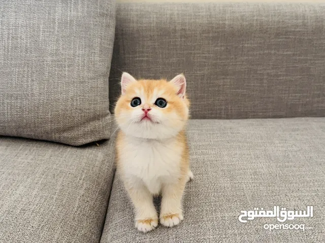 MALE AND FEMALE QUALITY GOLDEN BRITISH SHORTHAIR NY12