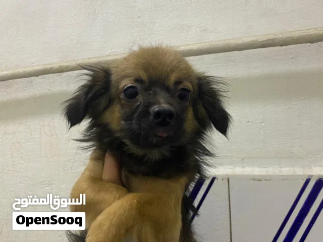 نتيى مينى بيكينز