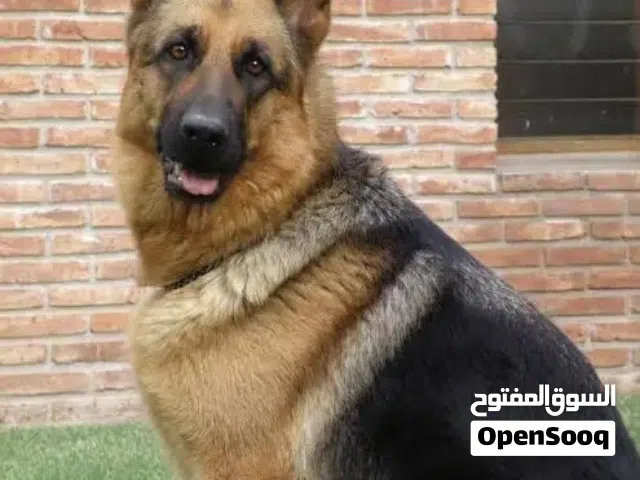 مطلوب كلب جيرمن للتبني Dog wanted for adoption