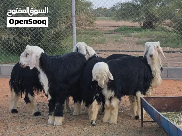 ضحايا نجد فاخرة
