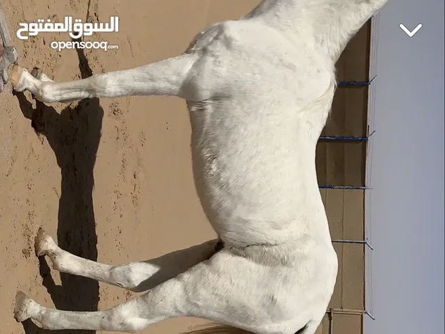 حصان خصي للبيع العمر فوق 15 هادي فالركوب بدون اصابات وبدون جواز