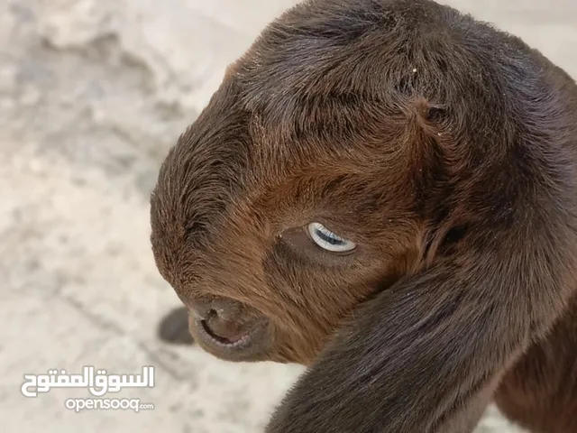عنز شاميه معها صخله