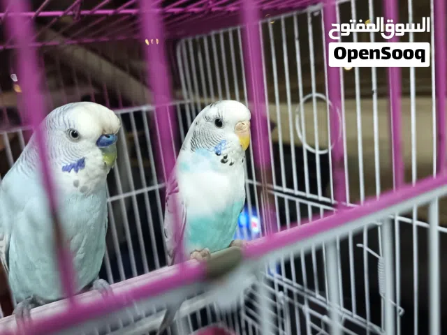 للبيع جوز بادجي استرالي على السوم