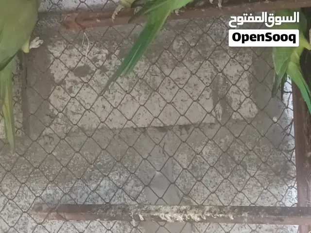 ميتوه للبيع