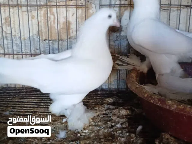حمام للبيع