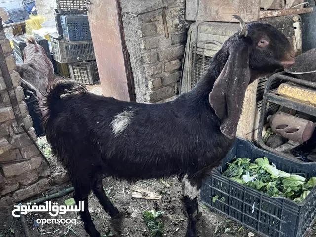 صخله حامل اول بطن للبيع